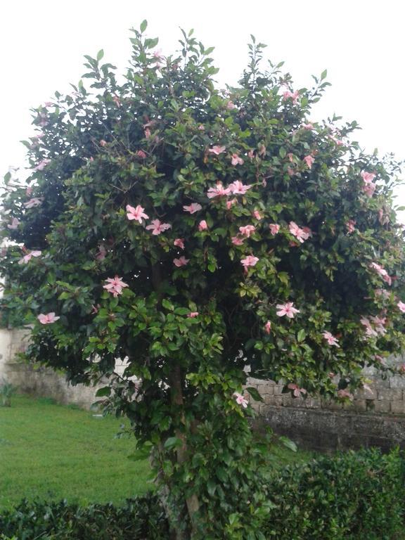 La Casa Delle Farfalle Bed & Breakfast Syracuse Bagian luar foto